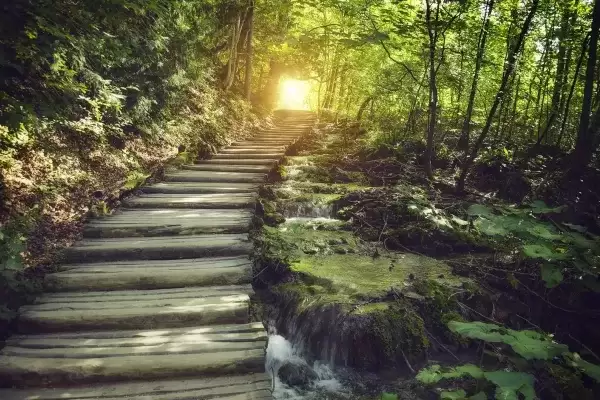 a path going towards the sun set in a green woods
