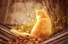 a golden cat sitting in leaves 