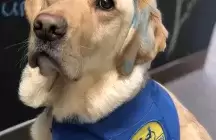 Service Dog working with foster kids in Virginia