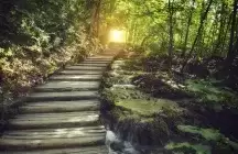 a path going towards the sun set in a green woods
