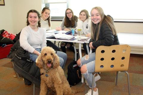 Foster dog in group therapy