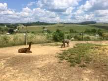 Fort Chiswell Animal Park