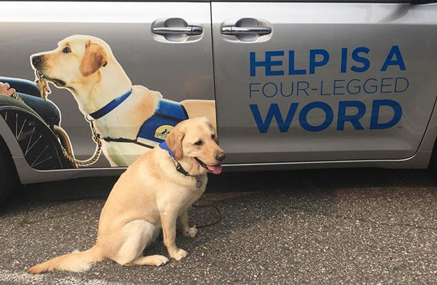 Service dog Jax, a pet therapy dog from Canine Companions for Independence